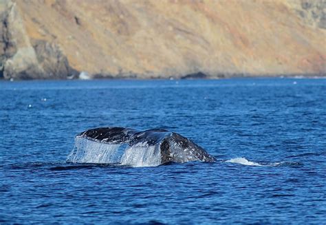 whale watching oxnard